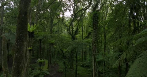 Drone view of Bali. Tropical forest interior. Nature background of a rainforest Stock Footage 243623016