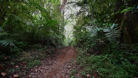 Drone view of Bali. Tropical forest interior. Nature background of a rainforest Stock Footage 243623055