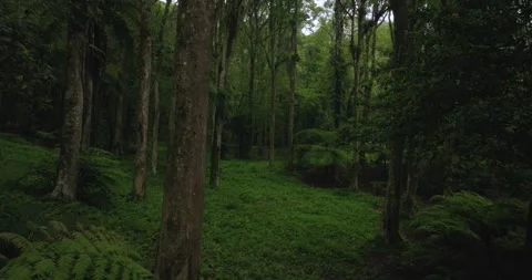 Drone view of Bali. Tropical forest interior. Nature background of a rainforest Stock Footage 243623133