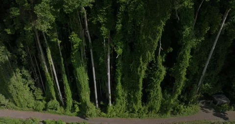 Drone view of Bali. Tropical forest interior. Nature background of a rainforest Stock Footage 243693434