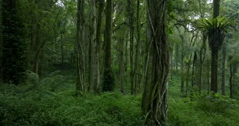 Drone view of Bali. Tropical forest interior. Nature background of a rainforest Stock Footage 243693463