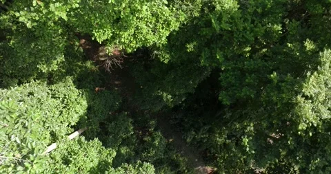 Drone view of Bali. Tropical forest interior. Nature background of a rainforest Stock Footage 243693497