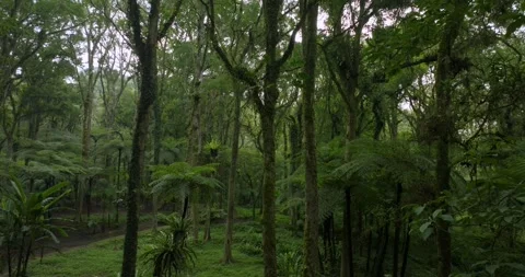 Drone view of Bali. Tropical forest interior. Nature background of a rainforest Video stock 243693564