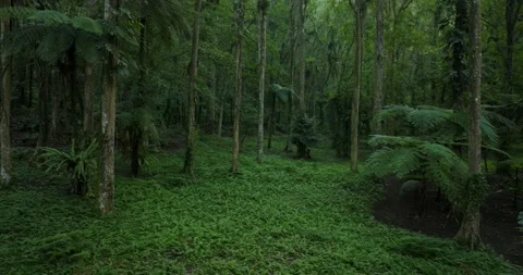 Drone view of Bali. Tropical forest interior. Nature background of a rainforest Stock Footage 243693580