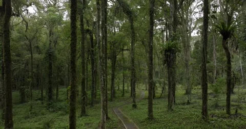 Drone view of Bali. Tropical forest interior. Nature background of a rainforest Stock Footage 243693722