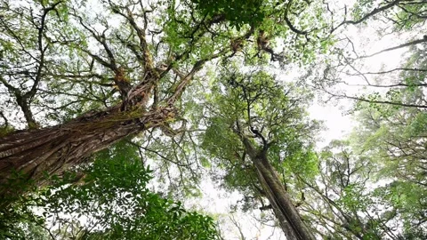 Drone view of Bali. Tropical forest interior. Nature background of a rainforest Video stock 243877758