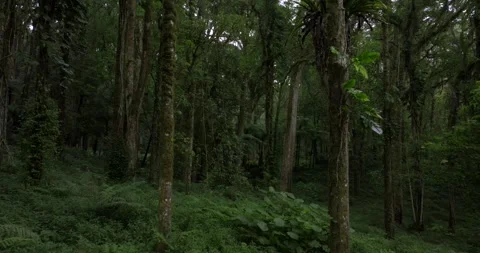 Drone view of Bali. Tropical forest interior. Nature background of a rainforest Stock Footage 243877859