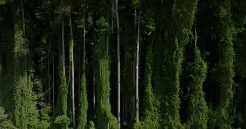 Drone view of Bali. Tropical forest interior. Nature background of a rainforest Stock Footage 243877903