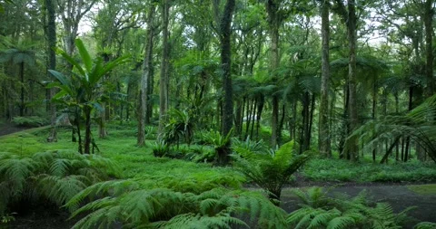 Drone view of Bali. Tropical forest interior. Nature background of a rainforest Stock Footage 243877913