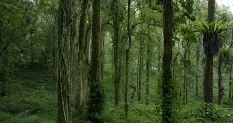 Drone view of Bali. Tropical forest interior. Nature background of a rainforest Stock Footage 243877934