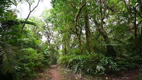 Drone view of Bali. Tropical forest interior. Nature background of a rainforest Stock Footage 245326509