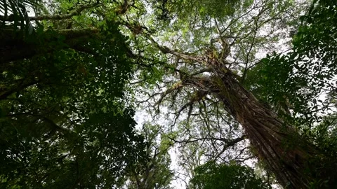 Drone view of Bali. Tropical forest interior. Nature background of a rainforest Stock Footage 245326517