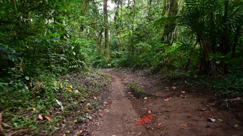 Drone view of Bali. Tropical forest interior. Nature background of a rainforest Stock Footage 245326525