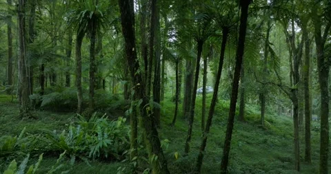 Drone view of Bali. Tropical forest interior. Nature background of a rainforest Stock Footage 245326537