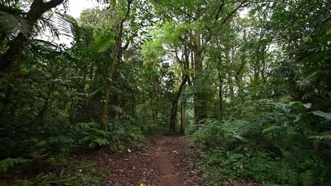 Drone view of Bali. Tropical forest interior. Nature background of a rainforest Stock Footage 246400053