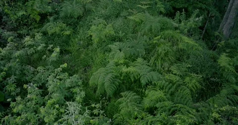 Drone view of Bali. Tropical forest interior. Nature background of a rainforest Stock Footage 246400076