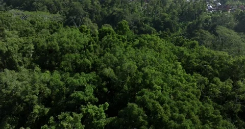 Drone view of Bali. Tropical forest interior. Nature background of a rainforest Stock Footage 246400092