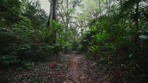 Drone view of Bali. Tropical forest interior. Nature background of a rainforest Stock Footage 246488552