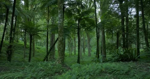 Drone view of Bali. Tropical forest interior. Nature background of a rainforest Stock Footage 246572638