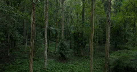 Drone view of Bali. Tropical forest interior. Nature background of a rainforest Stock Footage 246573008