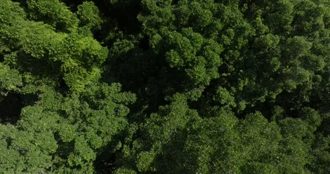 Drone view of Bali. Tropical forest interior. Nature background of a rainforest Stock Footage 247004242