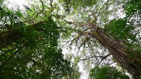 Drone view of Bali. Tropical forest interior. Nature background of a rainforest Stock Footage 247004250