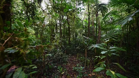 Drone view of Bali. Tropical forest interior. Nature background of a rainforest Stock Footage 247004297