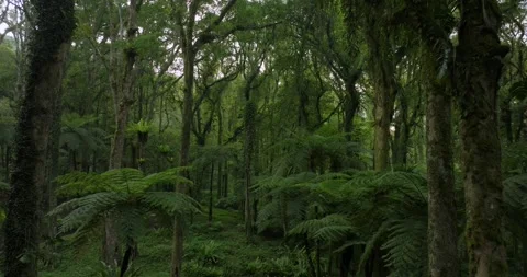 Drone view of Bali. Tropical forest interior. Nature background of a rainforest Stock Footage 247004340