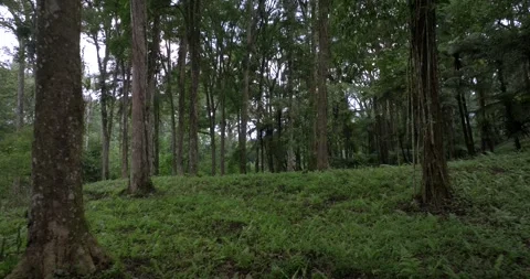 Drone view of Bali. Tropical forest interior. Nature background of a rainforest Stock Footage 247961829