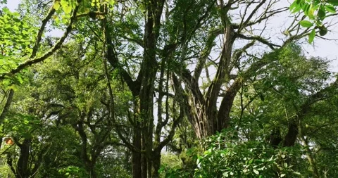 Drone view of Bali. Tropical forest interior. Nature background of a rainforest Stock Footage 248073050