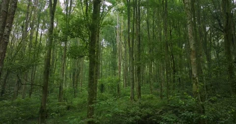 Drone view of Bali. Tropical forest interior. Nature background of a rainforest Stock Footage 248243983