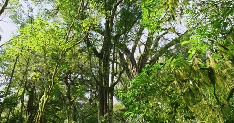 Drone view of Bali. Tropical forest interior. Nature background of a rainforest Stock Footage 248409128