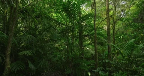 Drone view of Bali. Tropical forest interior. Nature background of a rainforest Stock Footage 248409153