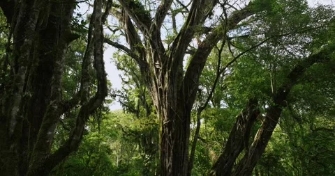 Drone view of Bali. Tropical forest interior. Nature background of a rainforest Stock Footage 248409209
