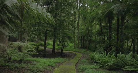 Drone view of Bali. Tropical forest interior. Nature background of a rainforest Stock Footage 248493893