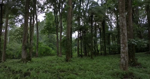 Drone view of Bali. Tropical forest interior. Nature background of a rainforest Stock Footage 248493919