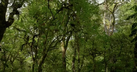 Drone view of Bali. Tropical forest interior. Nature background of a rainforest Stock Footage 248494969
