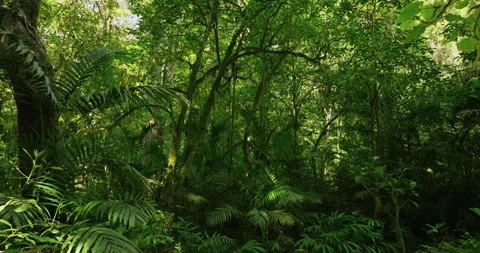 Drone view of Bali. Tropical forest interior. Nature background of a rainforest Stock Footage 248495109