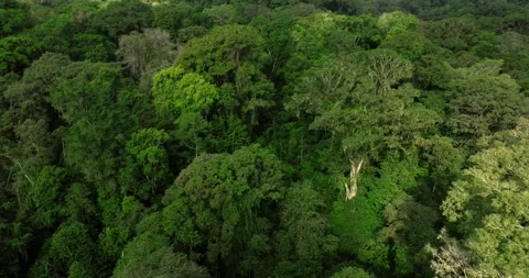 Drone view of Bali. Tropical forest interior. Nature background of a rainforest Stock Footage 248595876