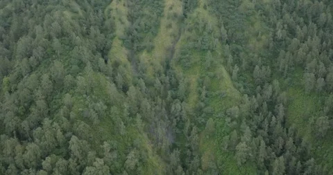 Drone view of Bali. Tropical forest interior. Nature background of a rainforest Stock Footage 248595935