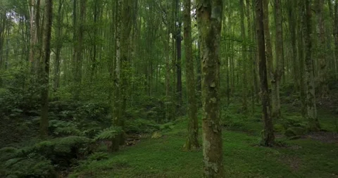 Drone view of Bali. Tropical forest interior. Nature background of a rainforest Video stock 248755073