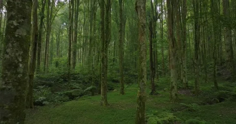 Drone view of Bali. Tropical forest interior. Nature background of a rainforest Stock Footage 248755663
