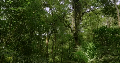 Drone view of Bali. Tropical forest interior. Nature background of a rainforest Stock Footage 248755696
