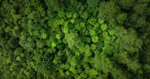 Drone view of Bali. Tropical forest interior. Nature background of a rainforest Stock Footage 248755729
