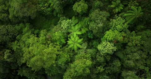 Drone view of Bali. Tropical forest interior. Nature background of a rainforest Stock Footage 248755825