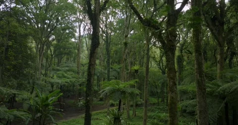 Drone view of Bali. Tropical forest interior. Nature background of a rainforest Stock Footage 248755901
