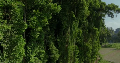 Drone view of Bali. Tropical forest interior. Nature background of a rainforest Stock Footage 248901985
