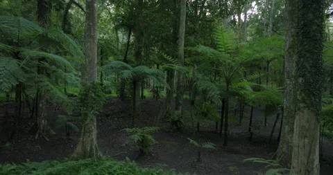Drone view of Bali. Tropical forest interior. Nature background of a rainforest Stock Footage 248902049
