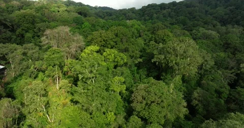 Drone view of Bali. Tropical forest interior. Nature background of a rainforest Stock Footage 248902106