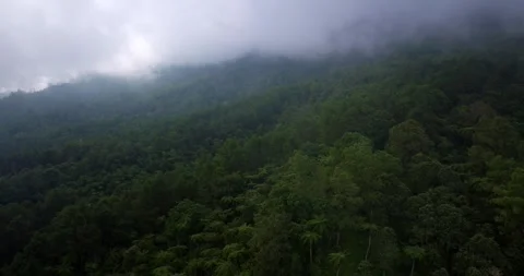 Drone view of Bali. Tropical forest interior. Nature background of a rainforest Stock Footage 248902114